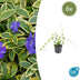 6x Vinca minor 'Blue and Gold' - ↕10-25cm - Ø9cm Bild 1