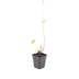 24x Persicaria amplexicaulis 'Speciosa' - Red Flowers, Perennial Bild 2