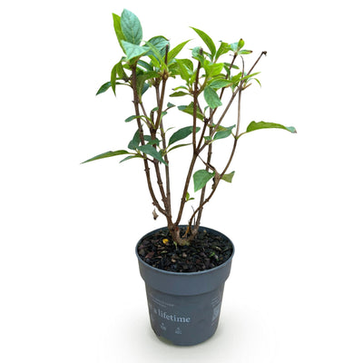 Rispenhortensie Living Pink & Rose - Winterhart, Rosa