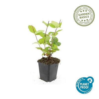 Hypericum 'Beauty' - 10-25cm - Ø9cm Topf - Goldgelbe Blüten