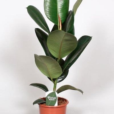 Ficus Elastica Robusta Rubber Plant Ø17cm, ↕65cm