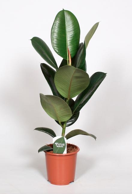 Ficus Elastica Robusta Gummibaum Ø17cm, ↕65cm