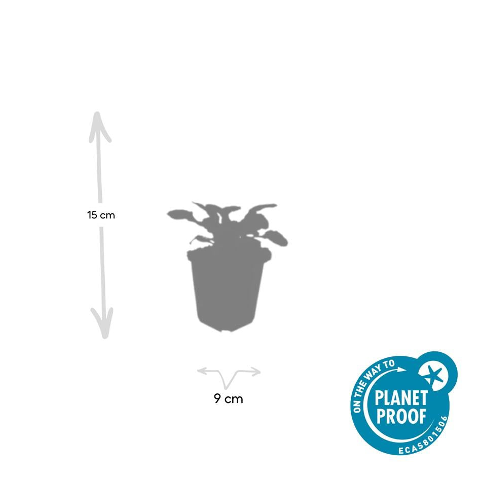 12x Ajuga reptans 'Catlin's Giant' - Bodendecker, 10-25cm