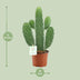 Opuntia Rubescens Konsolea Kaktus Ø12cm | 35cm hoch Bild 2