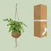 Monstera Minima Kokodama - Easy-care houseplant in a spherical pot Bild 4