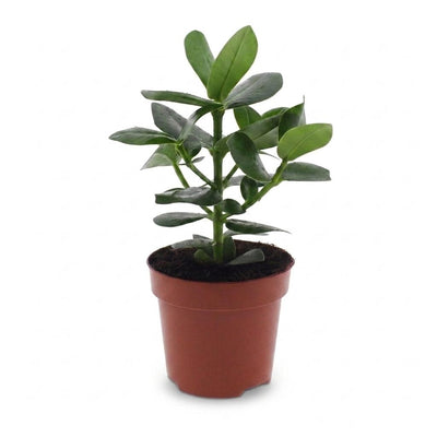 Green boutiQ - Clusia Princess - Clusia - 1 Plant - Topf 12cm - Höhe - 40cm