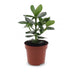 Green boutiQ - Clusia Princess - Clusia - 1 Plant - Topf 12cm - Höhe - 40cm Bild 2