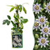 4x Blaue Passionsblume (Passiflora caerulea) - Kletterpflanze Ø9cm Bild 1