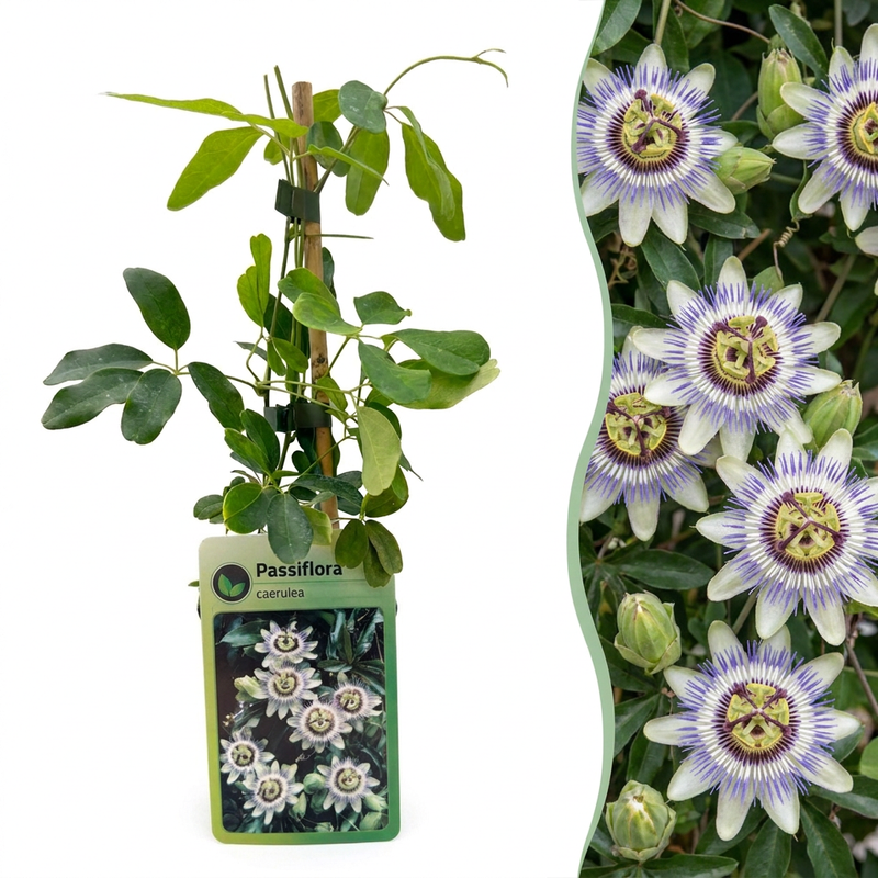 4x Blaue Passionsblume (Passiflora caerulea) - Kletterpflanze Ø9cm