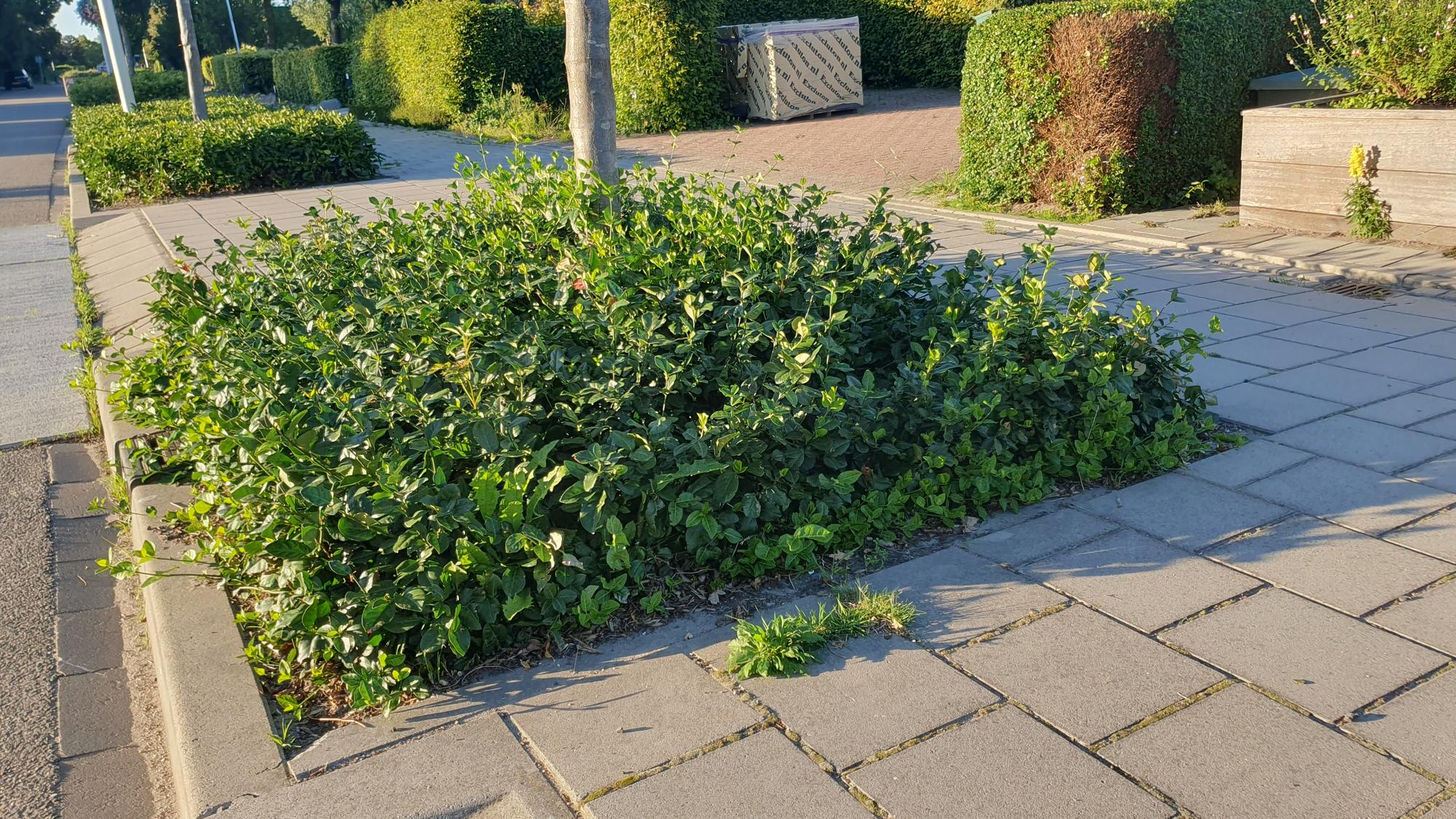 12x Euonymus 'Coloratus' - Bodendecker, winterhart, 10-25cm