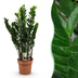ZZ-Pflanze Zamioculcas - pflegeleicht, Topf 21cm, 80-90cm Bild 1