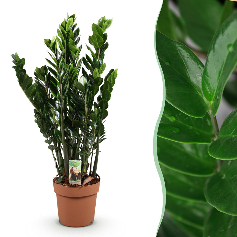 ZZ-Pflanze Zamioculcas - pflegeleicht, Topf 21cm, 80-90cm