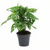 Monstera Obliqua 'Monkey Leaf' - 25cm - ø12cm Topf Bild 1