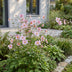 Green boutiQ - Perennial - Anemone hybr. Kön. Charlotte - Autumn Anemone - Shade - Pink - 12 Plants - Pot 11cm - Height 15-25cm Bild 7