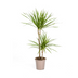 Dracaena Marginata Grün Ø19cm - 70-90cm Bild 1