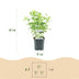GreenboutiQ Rispenhortensie 'Limelight' - 3 Pflanzen Bild 3