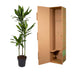 Dracaena Cintho – Dekorative Grünpflanze, 160 cm Höhe, Topfdurchmesser 24 cm Bild 4