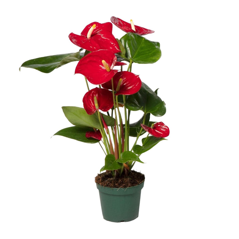 Anthurie 'Nevada' Rot - XL Zimmerpflanze, Ø17cm Topf, 55cm Höhe