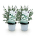 GreenboutiQ Eukalyptusbaum 'Eucalyptus gunnii' - Winterhart, 2 Pflanzen Bild 2