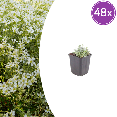 48x Teppich-Hornkraut (Cerastium tomentosum) – 10-25cm hoch, Ø9cm