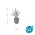 48x Liriope muscari 'Ingwersen' - ↕10-25cm - Ø9cm Bild 3