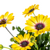 8x Osteospermum ecklonis Gelb Ø12 cm - 20 cm Höhe Bild 2