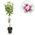Hibiskus Starburst Chiffon® Stamm-Pflanze (Topf 19cm, H 90cm) Bild 1