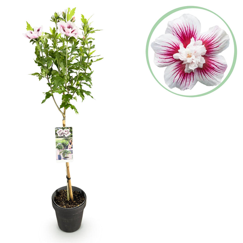 Hibiskus Starburst Chiffon® Stamm-Pflanze (Topf 19cm, H 90cm)
