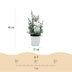 GreenboutiQ Eukalyptusbaum (Eucalyptus gunni) Grau, 4 Pflanzen, Topf 17cm Bild 3