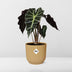 Alocasia 'Polly' in a yellow ELHO Vibes Fold pot, 14 cm Bild 6