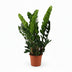 Zamioculcas Zamiifolia (ZZ-Pflanze) - Ø21cm - ↕80cm Bild 1