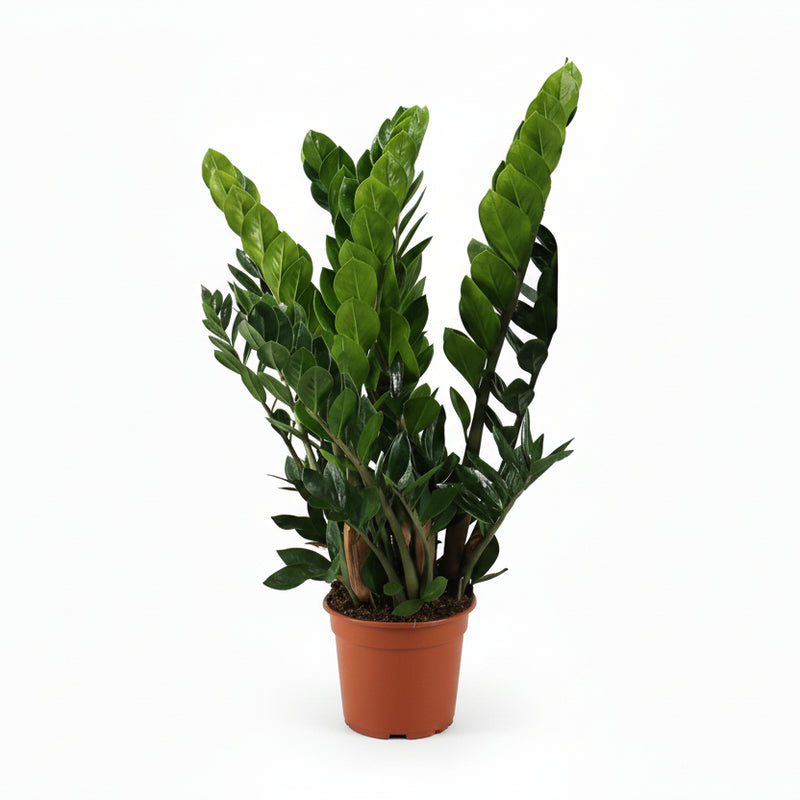 Zamioculcas Zamiifolia (ZZ-Pflanze) - Ø21cm - ↕80cm