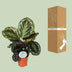 Calathea Medallion Houseplant Ø14cm - 45cm Height Bild 4
