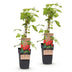 Malling Promise Himbeerpflanze: Rote Himbeeren, 2 Pflanzen im Topf Bild 2