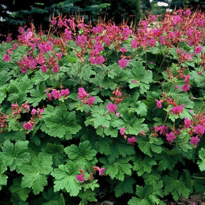 12x Geranium macrorrhizum 'Czakor' Bodendecker, 10-25cm, Ø9cm