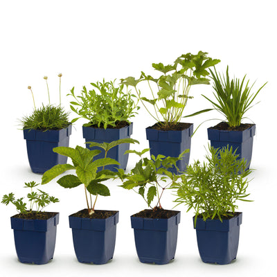 GreenboutiQ Stauden-Paket Weiß: 8 pflegeleichte Stauden für 1m²