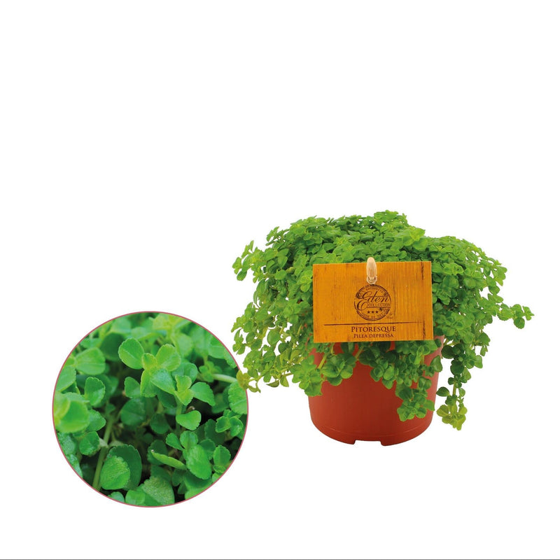 Pilea Depressa Aluminiumpflanze Ø10,5cm, Höhe 15cm