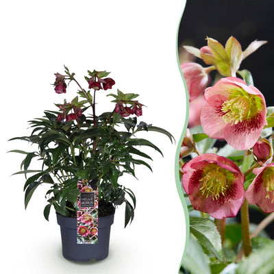 Lenzrose 'Helleborus Dacaya' - Immergrün, Rosa Blüte, Topf 19cm