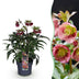 Lenzrose 'Helleborus Dacaya' - Immergrün, Rosa Blüte, Topf 19cm Bild 1