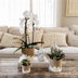 Kolibri Orchids | White Niagara Falls Orchid + Bloom Sand Cachepot – Pot size Ø12cm | Flowering Houseplant – Fresh from the Grower Bild 3