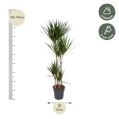 Dracaena Marginata - 180 cm - Ø27 cm Topf - Elegante Zimmerpflanze