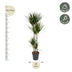 Dracaena Marginata - 180 cm - Ø27 cm Topf - Elegante Zimmerpflanze Bild 2