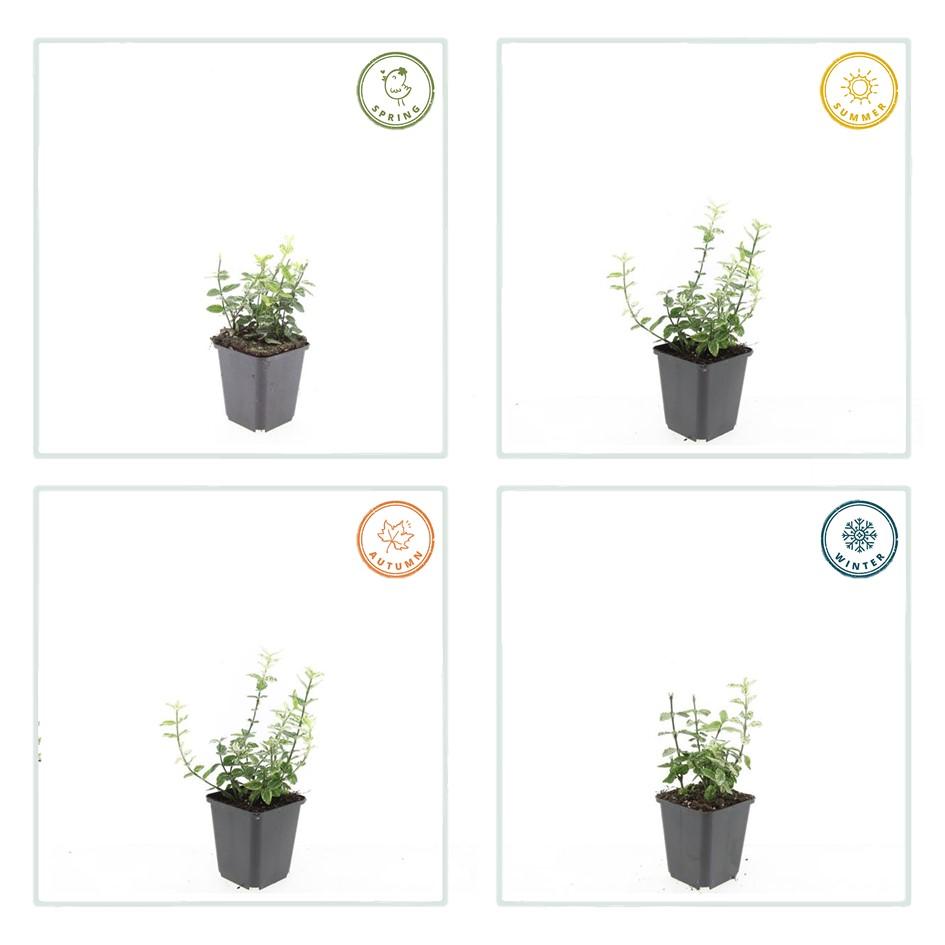 12x Euonymus fortunei 'Harlequin' - Buntlaubiger Bodendecker, 10-25cm