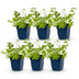 Green boutiQ - Perennial - Nepeta faassenii Walker's Low - Catmint - Bee and Butterfly Attractors - Blue - 6 Plants - Pot 11cm - Height 15-25cm Bild 2
