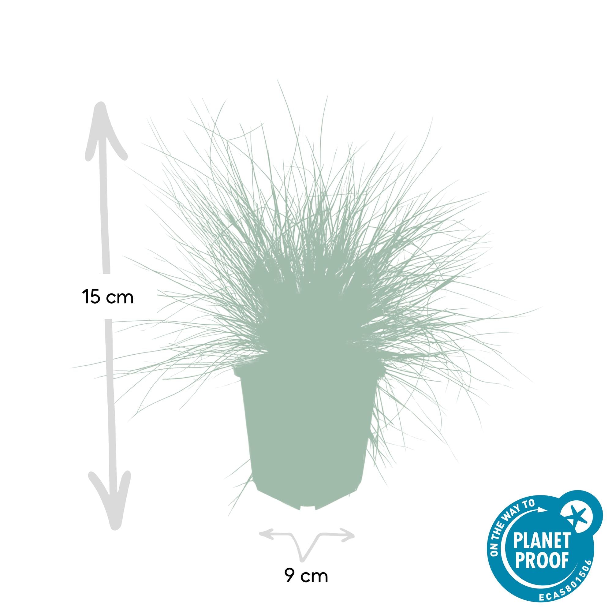 48x Festuca glauca 'Elijah Bleu' - ↕10-25cm - Ø9cm