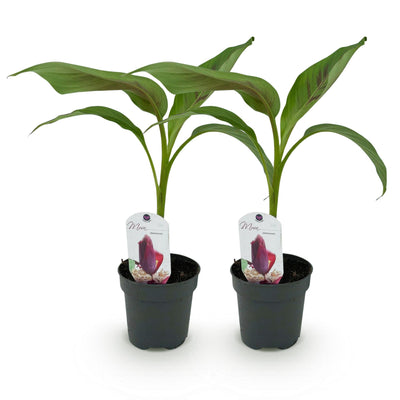 GreenboutiQ Bananenpflanze 'Red Tiger' - 2er Set, Topf 12cm, Höhe 30cm