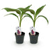 GreenboutiQ Bananenpflanze 'Red Tiger' - 2er Set, Topf 12cm, Höhe 30cm Bild 2