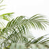 Phoenix Roebelenii Palme auf Stiel, 190-200cm Bild 6