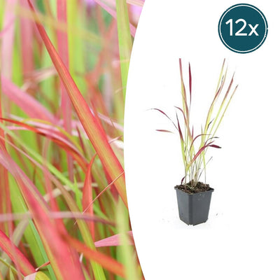 12x Imperata cylindrica 'Red Baron' - Japanisches Blutgras - 10-25cm