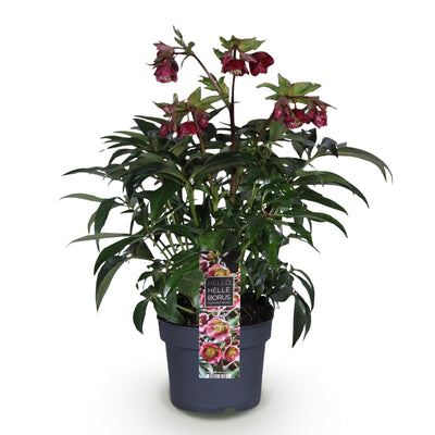 Lenzrose 'Helleborus Dacaya' - Immergrün, Rosa Blüte, Topf 19cm